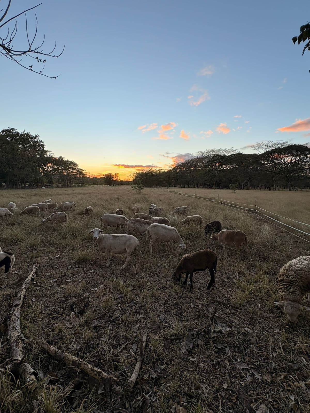 Campo de la finca Rancho Arru en Abangares