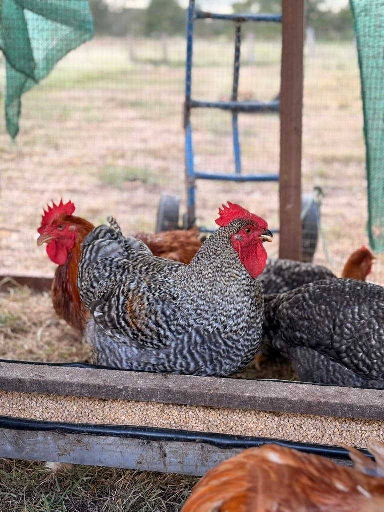 Gallinas junto al comedero en la finca