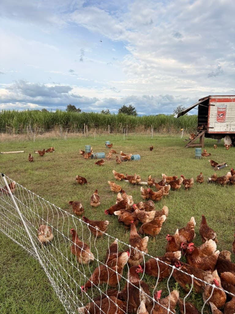 Gallinas en pastoreo con gallinero móvil