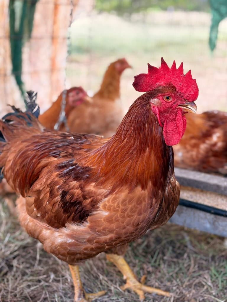 Gallo en el corral al aire libre