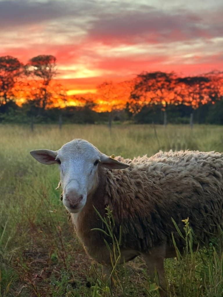 Oveja en pastizal al atardecer