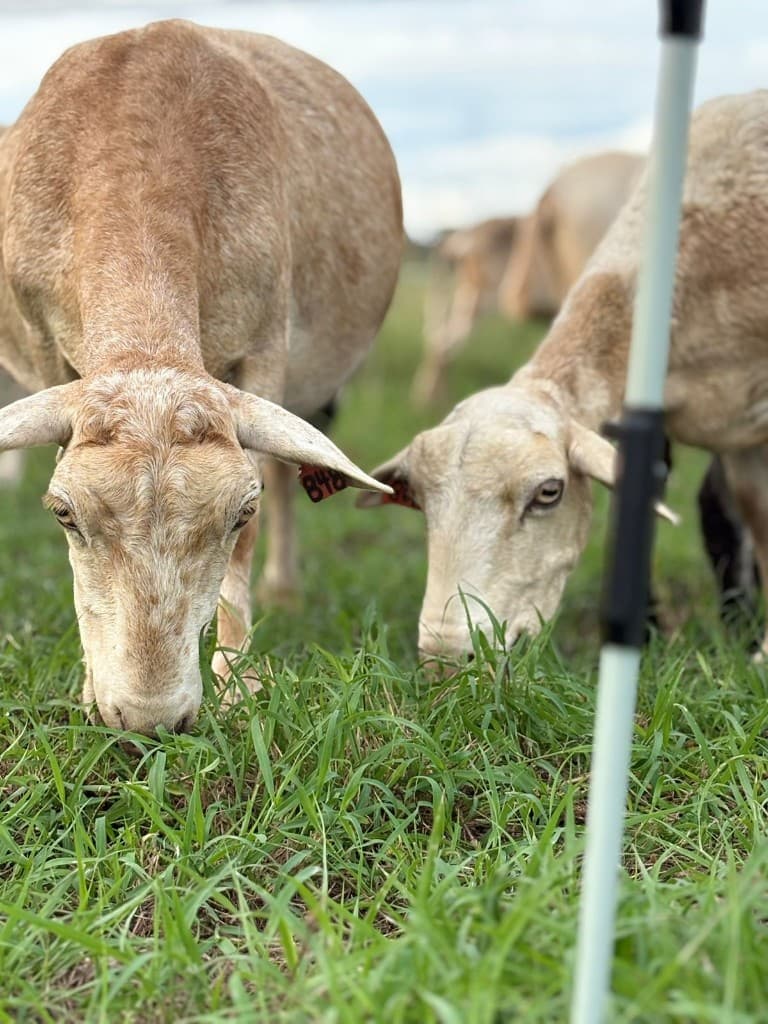 Ovejas pastando juntas en la finca