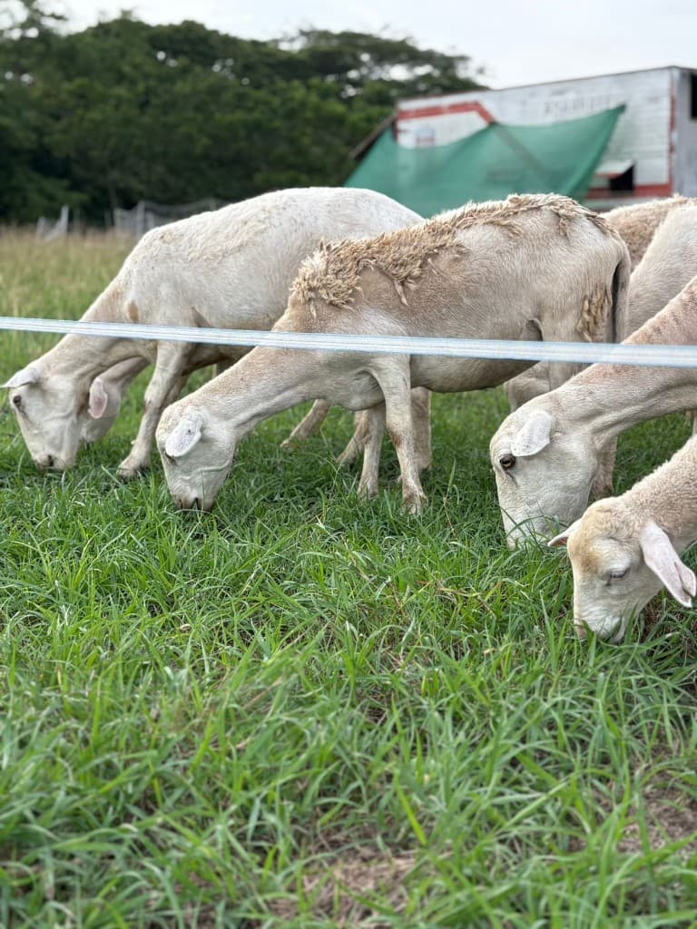 Ovejas pastando en hierba verde