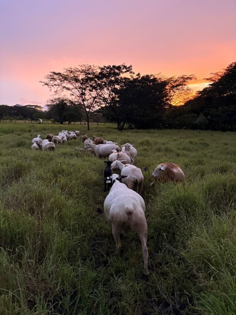Pastoreo al atardecer
