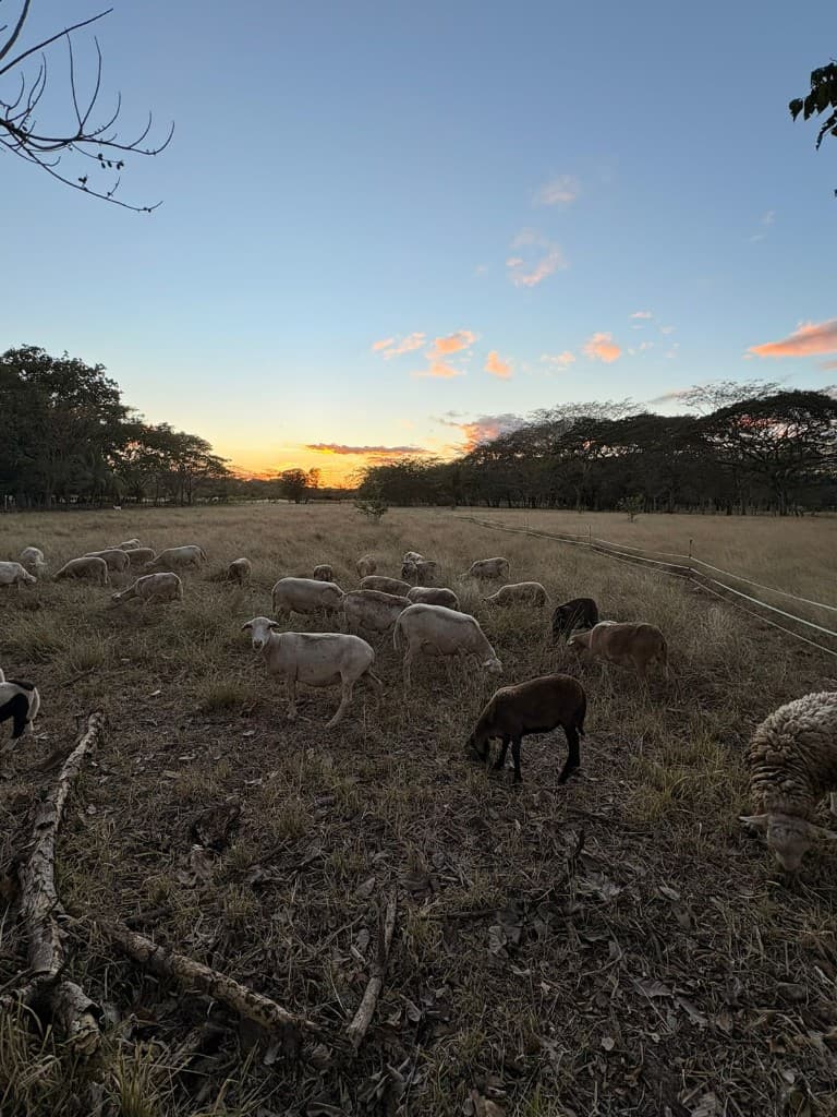 Rebaño al atardecer en el campo