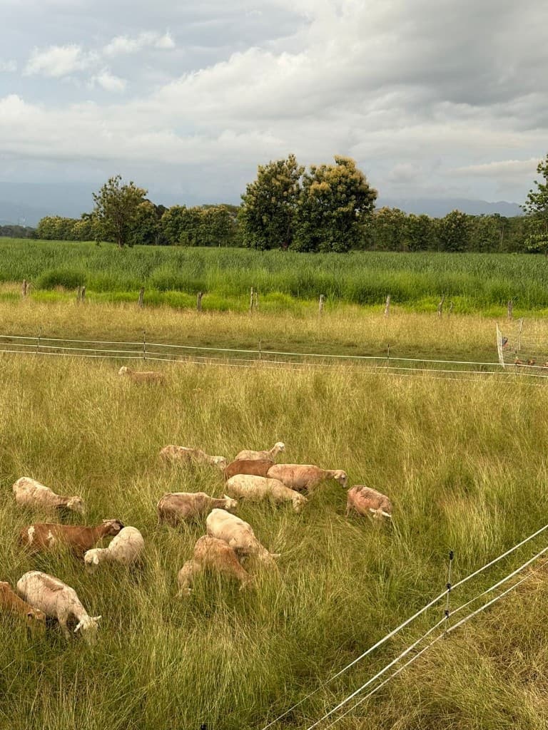 Rebaño pastando en campo abierto