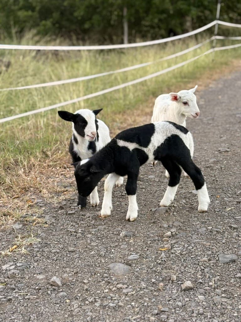 Corderos junto al pasto y el cercado