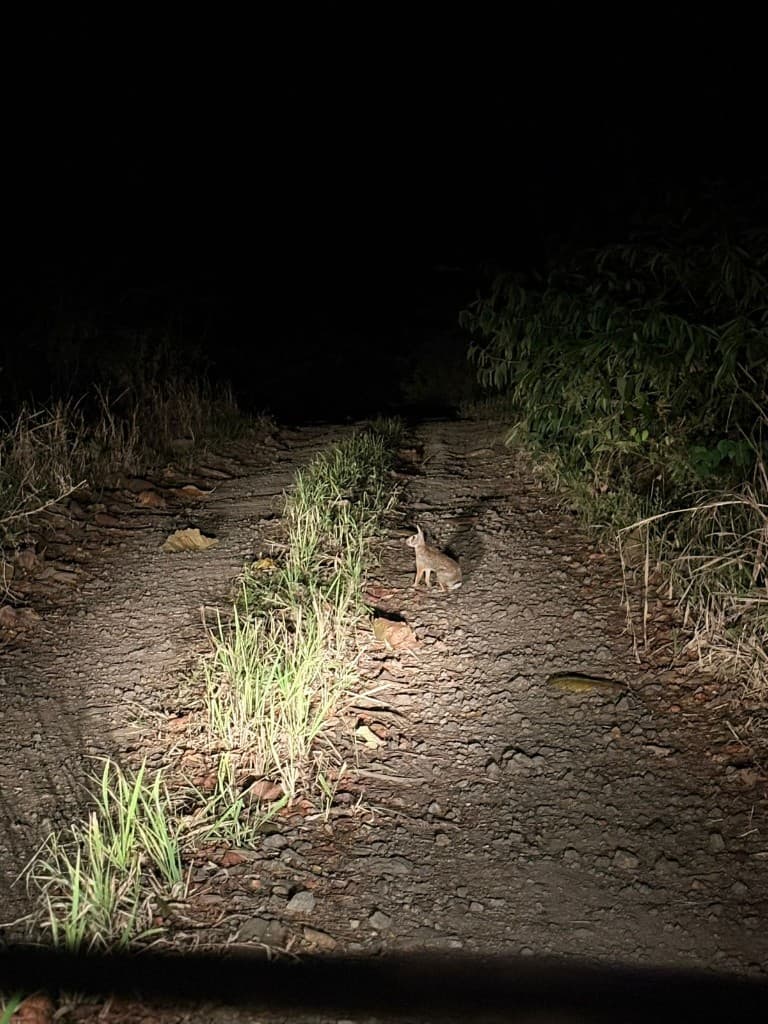 Vida silvestre en los caminos del rancho al anochecer